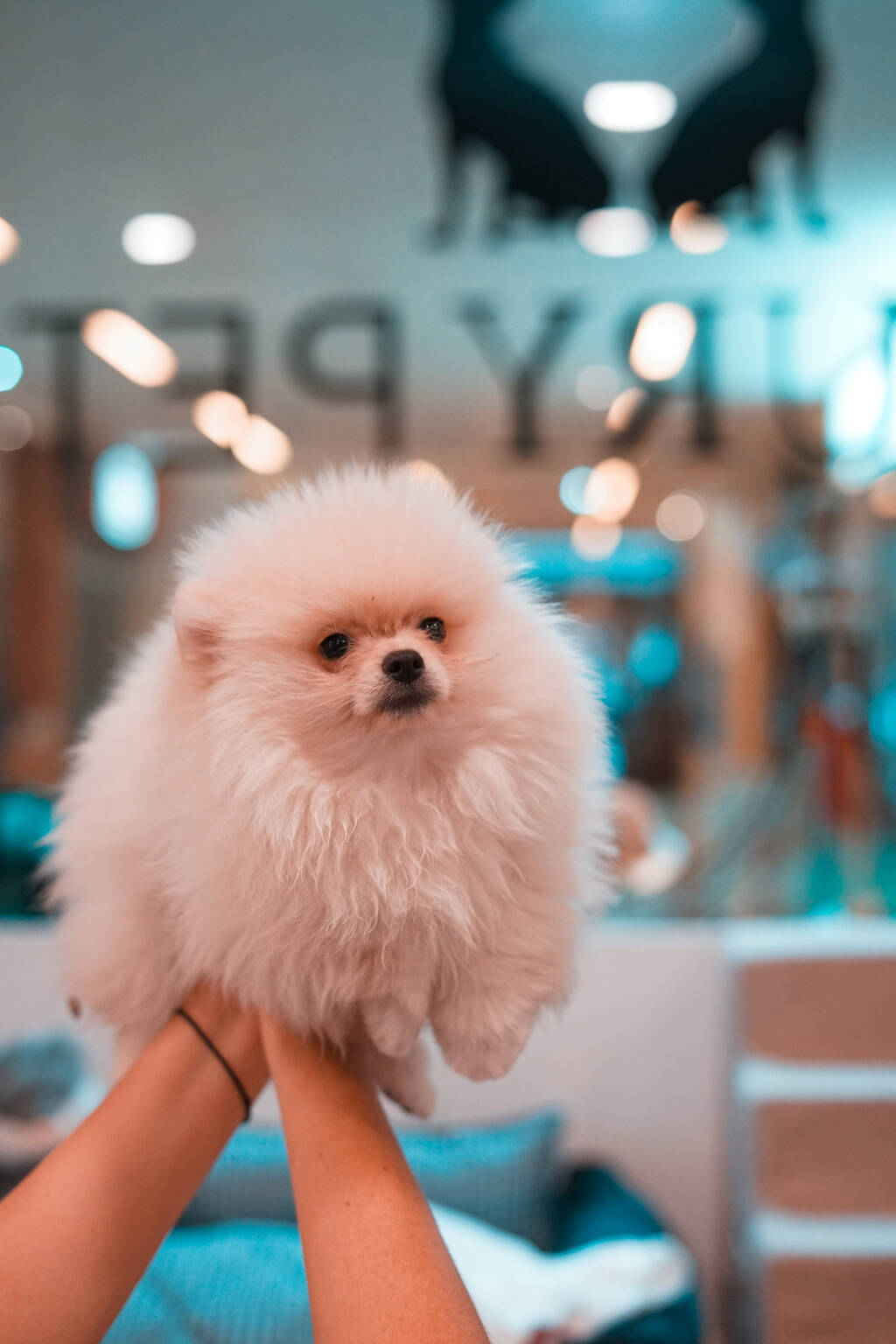 CACHORRO POMERANIA